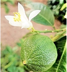 bergamot fruit where to buy