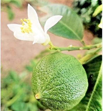 bergamot fruit where to buy