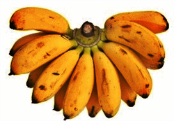 Exotic burro Banana