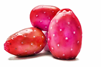 fresh Cactus Pears