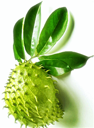 Jumbo Soursop | Guanabana Box