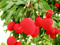 Lychee Fruit