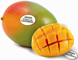 Fresh California Fiber less   Keitt Mangos