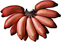 Red Banana small box