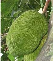 buy Tropical Jack fruit Box today