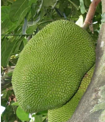 buy Tropical Jack fruit Box today